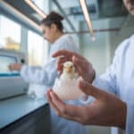 Un poussin vient d’éclore dans un œuf artificiel imprimé en 3D